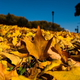 Illustration for article titled Shooting Challenge: Fall Leaves Gallery